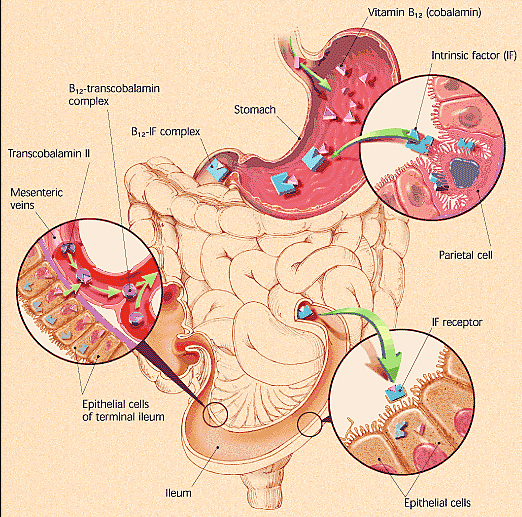 Vitamin-B12-absorption-binding-to-Intrinsic-Factor-uptake-through-the-ileum-into-bloodstream.jpg