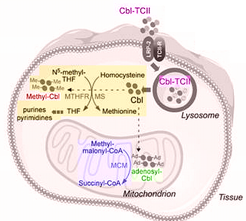 metabolic process