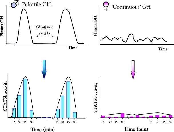 gh-pulsation-leads-to-greater-stat5b-activity.jpg