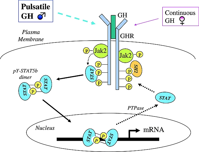 Male Hormonal Cycle