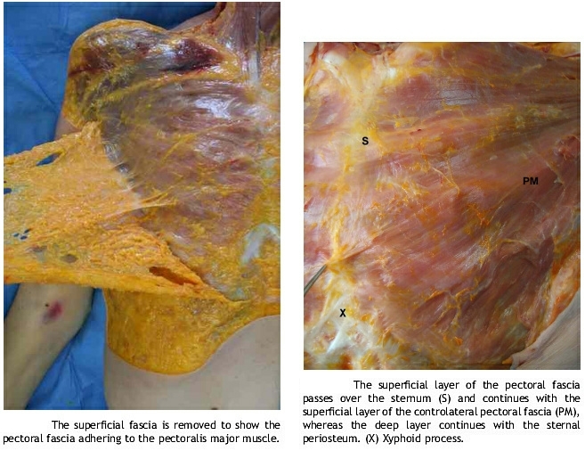 autopsy-of-superficial-fascia-pectoral-fascia.jpg