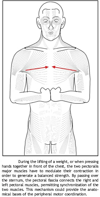 coordinated-force-transmission-across-fascia.jpg