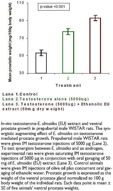 invivo-anabolism-between-testosterone-and-eucommia-ulmoide.jpg